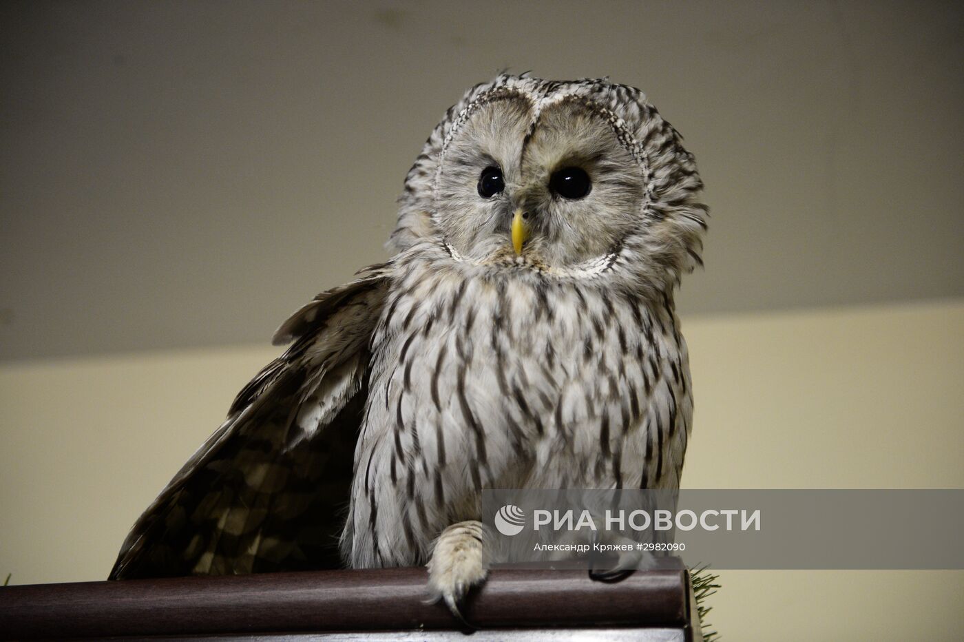 Центр реабилитации хищных птиц в Новосибирске