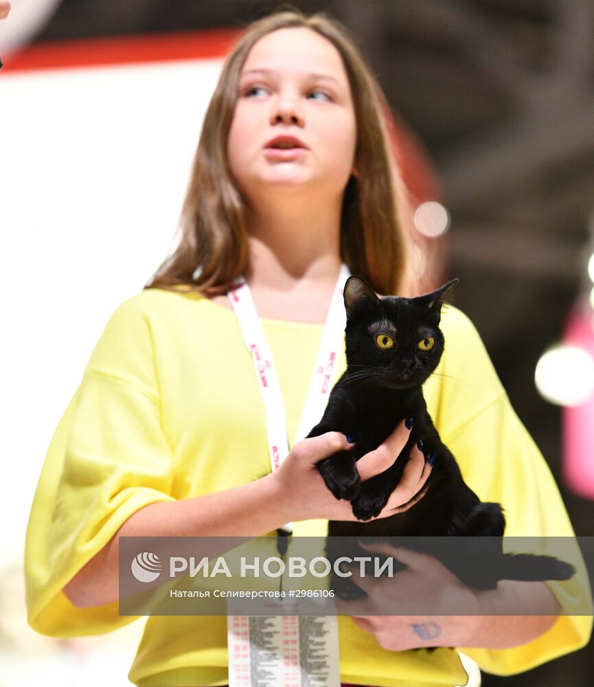 Выставка кошек "Гран-при Royal Canin" в Москве