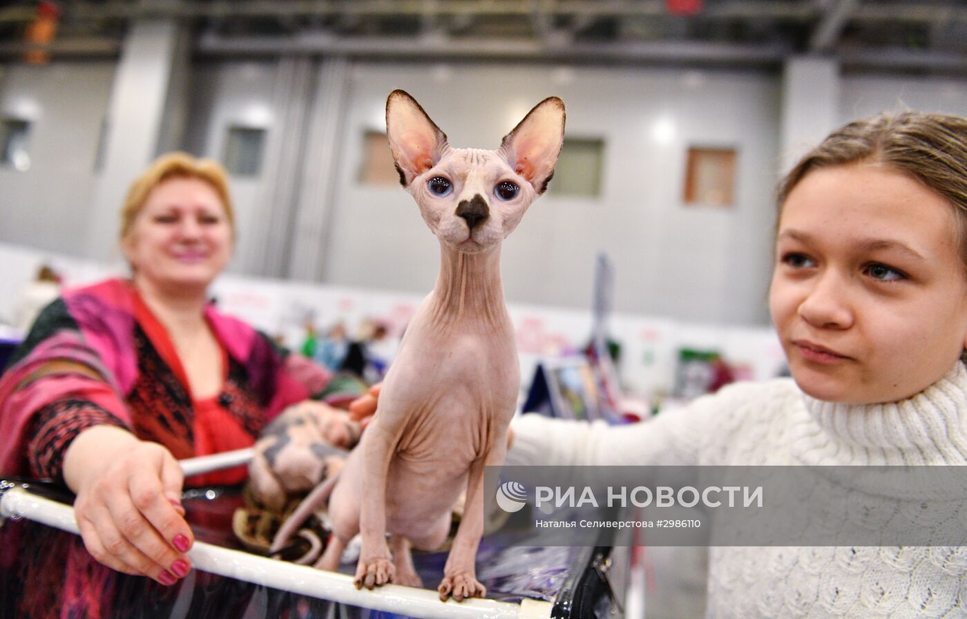 Выставка кошек "Гран-при Royal Canin" в Москве