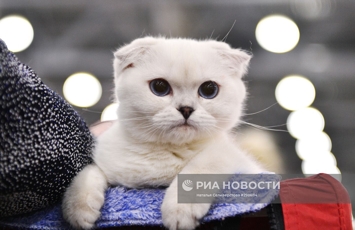 Выставка кошек "Гран-при Royal Canin" в Москве