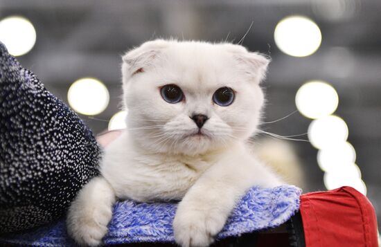 Выставка кошек "Гран-при Royal Canin" в Москве