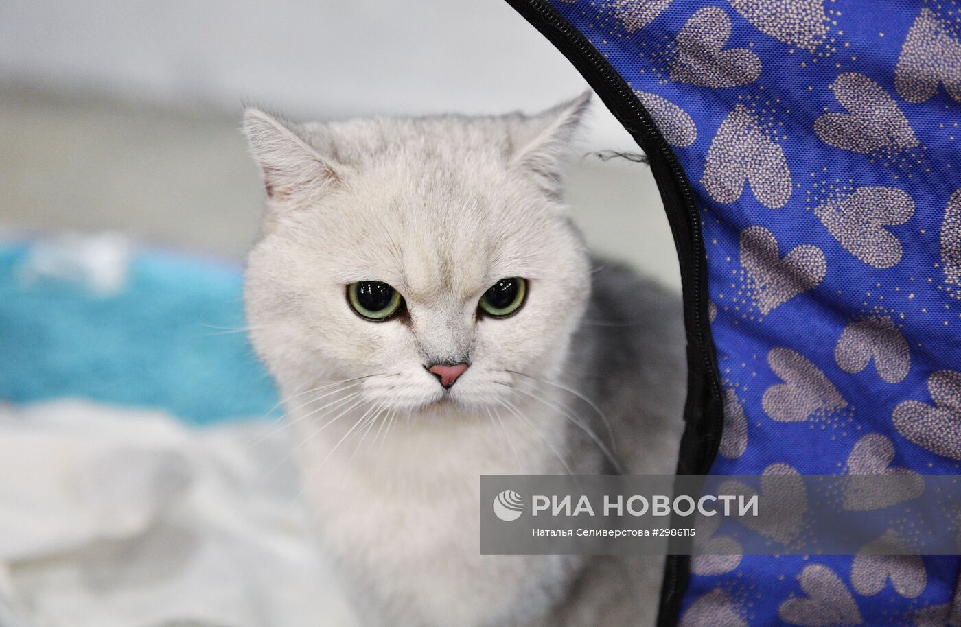 Выставка кошек "Гран-при Royal Canin" в Москве