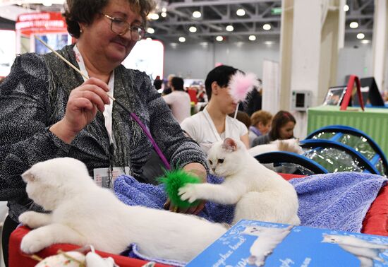 Выставка кошек "Гран-при Royal Canin" в Москве