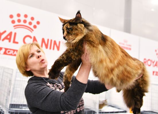 Выставка кошек "Гран-при Royal Canin" в Москве