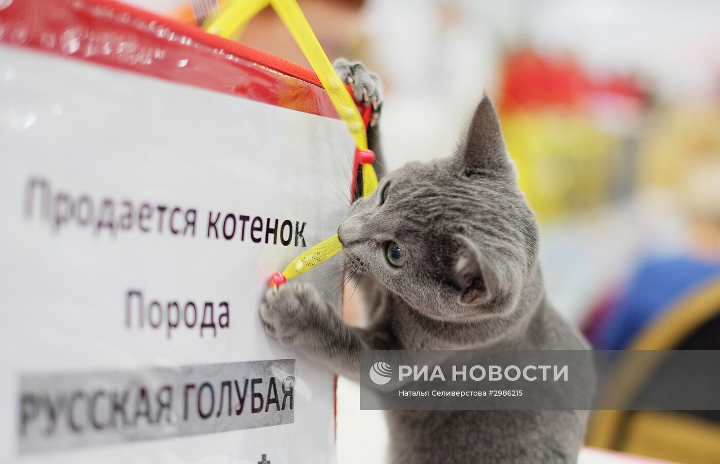 Выставка кошек "Гран-при Royal Canin" в Москве