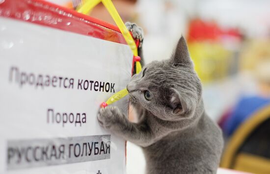 Выставка кошек "Гран-при Royal Canin" в Москве