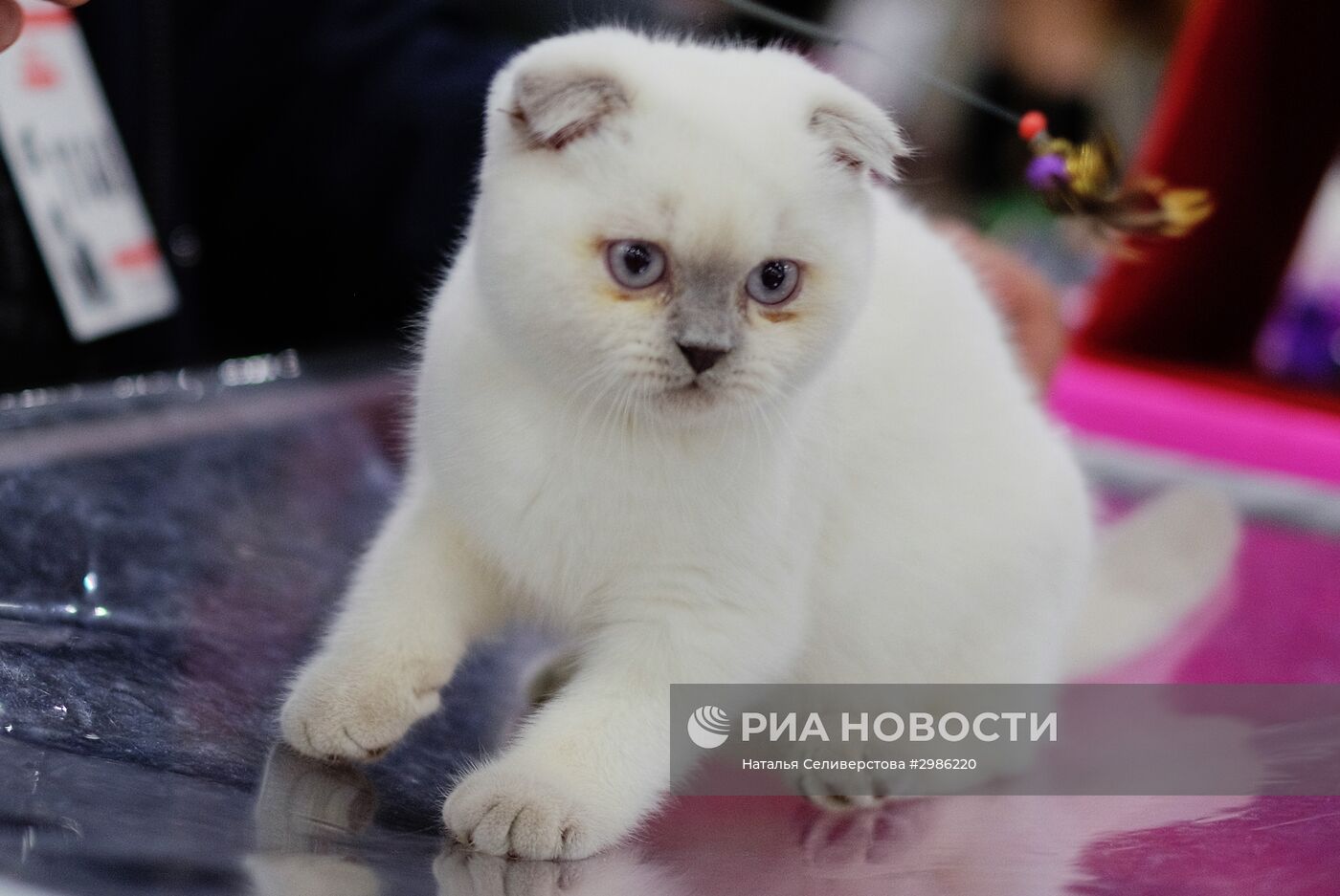 Выставка кошек "Гран-при Royal Canin" в Москве