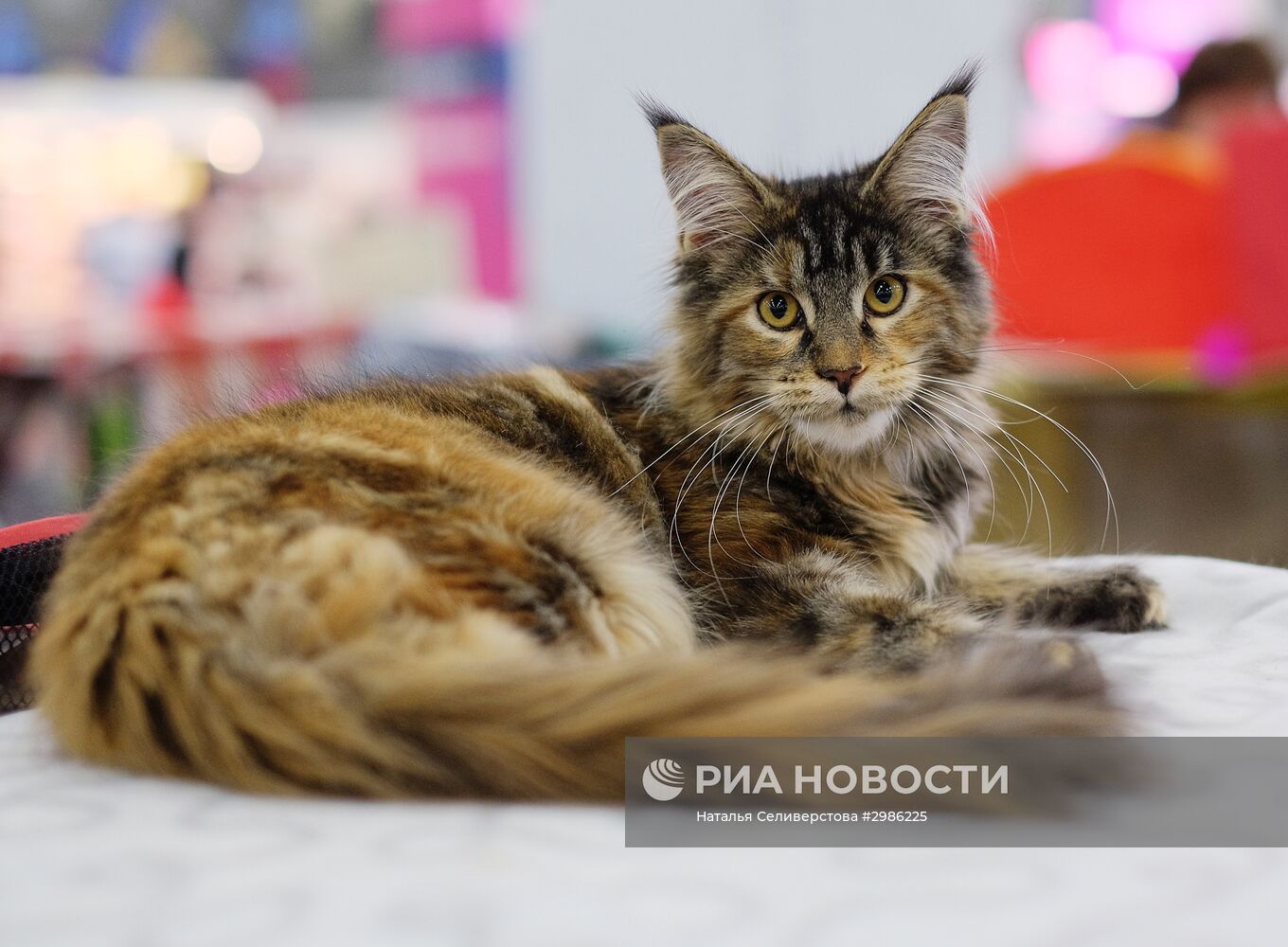 Выставка кошек "Гран-при Royal Canin" в Москве