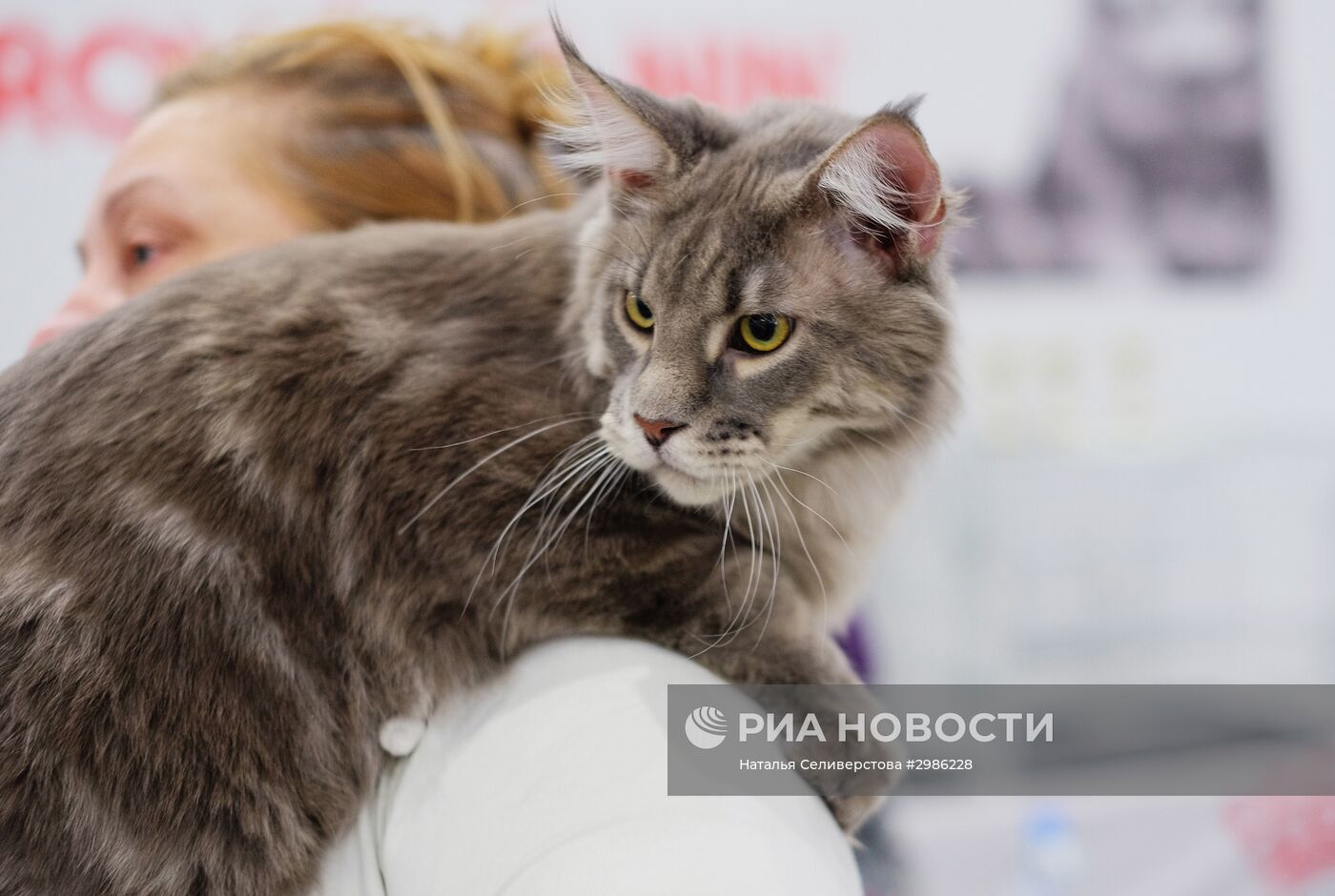 Выставка кошек "Гран-при Royal Canin" в Москве