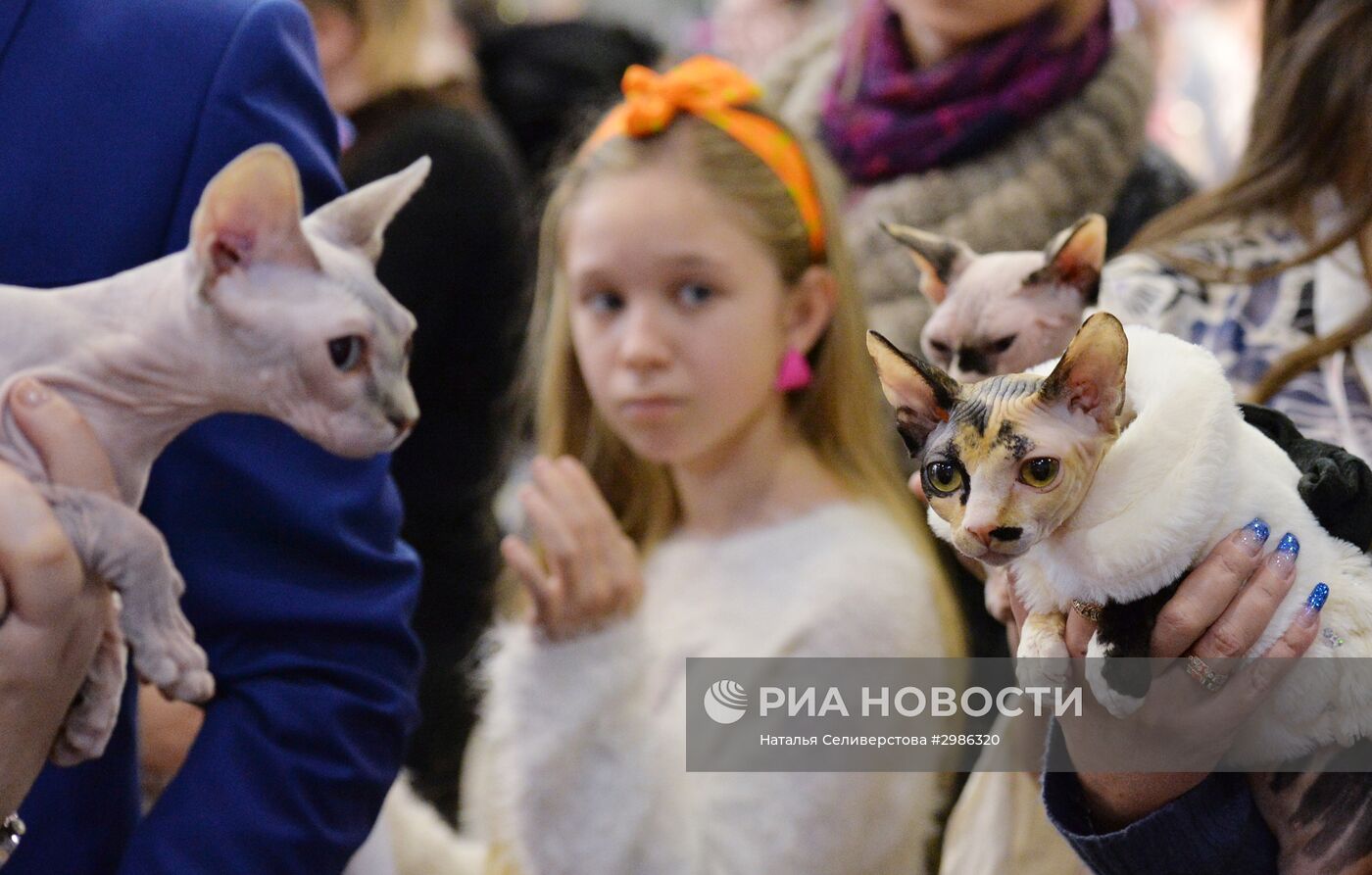 Выставка кошек "Гран-при Royal Canin" в Москве