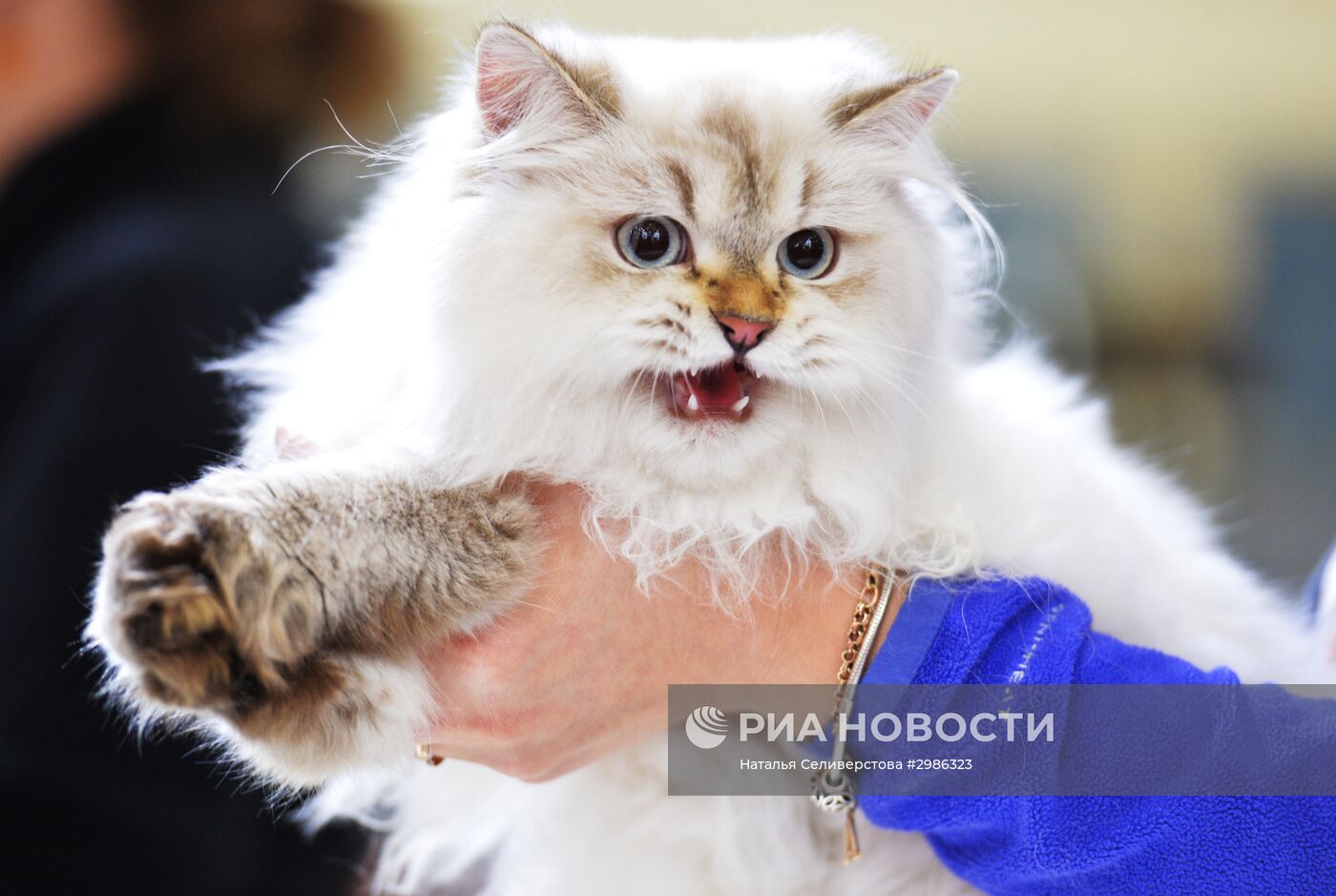 Выставка кошек "Гран-при Royal Canin" в Москве