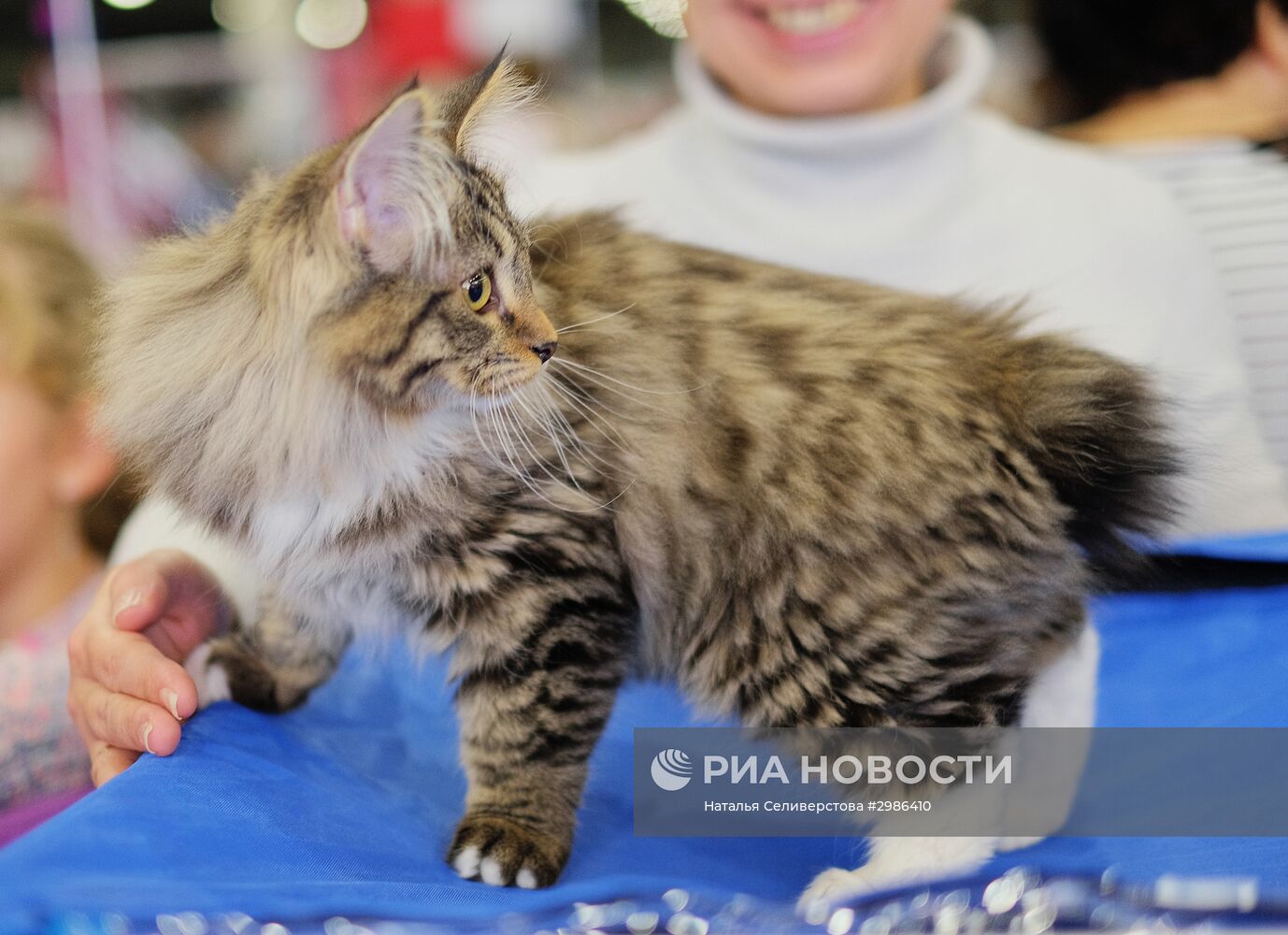 Выставка кошек "Гран-при Royal Canin" в Москве