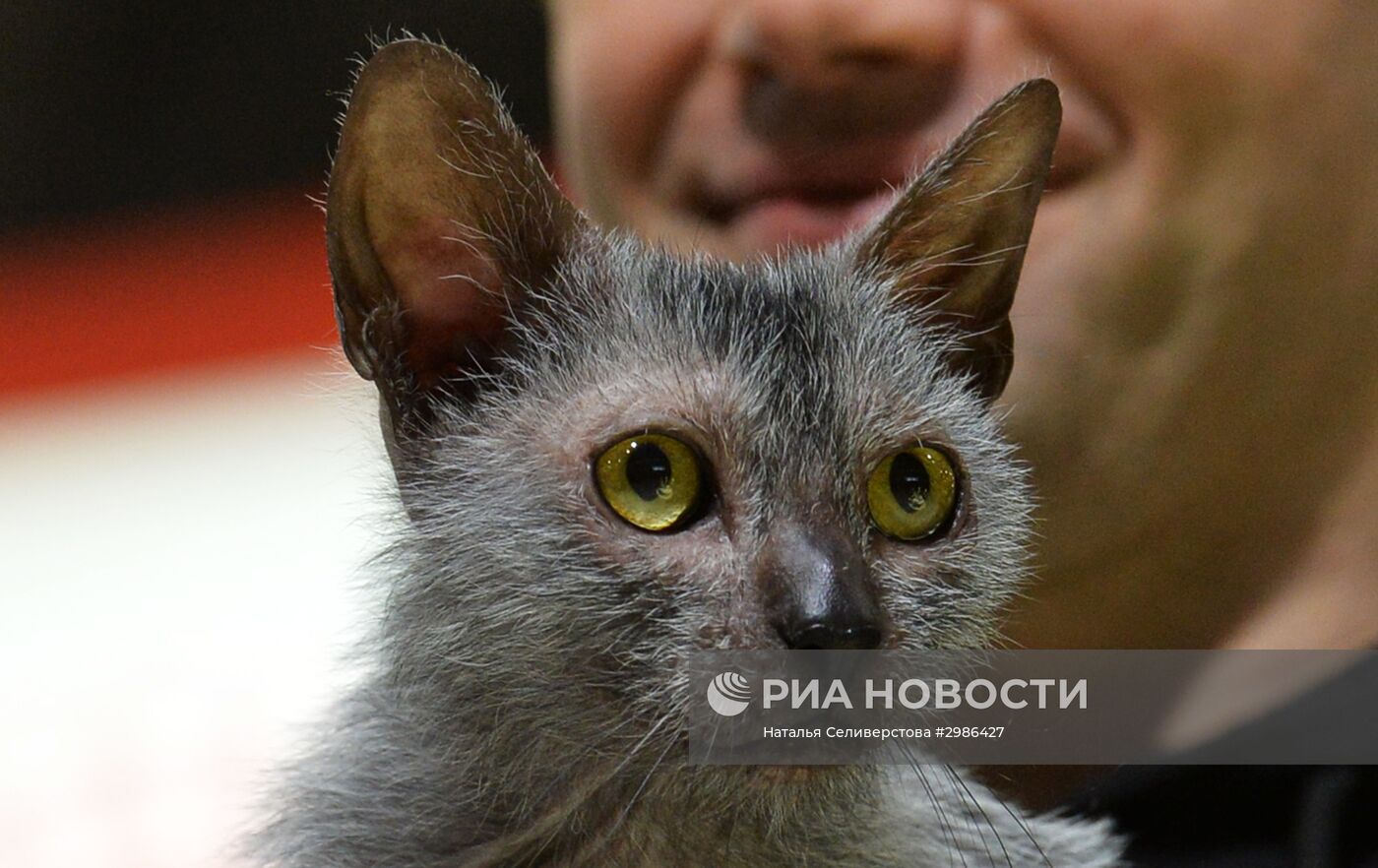 Выставка кошек "Гран-при Royal Canin" в Москве
