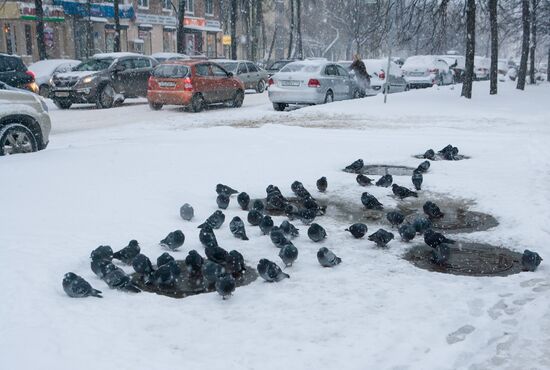 Зима в Петрозаводске