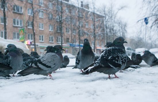 Зима в Петрозаводске