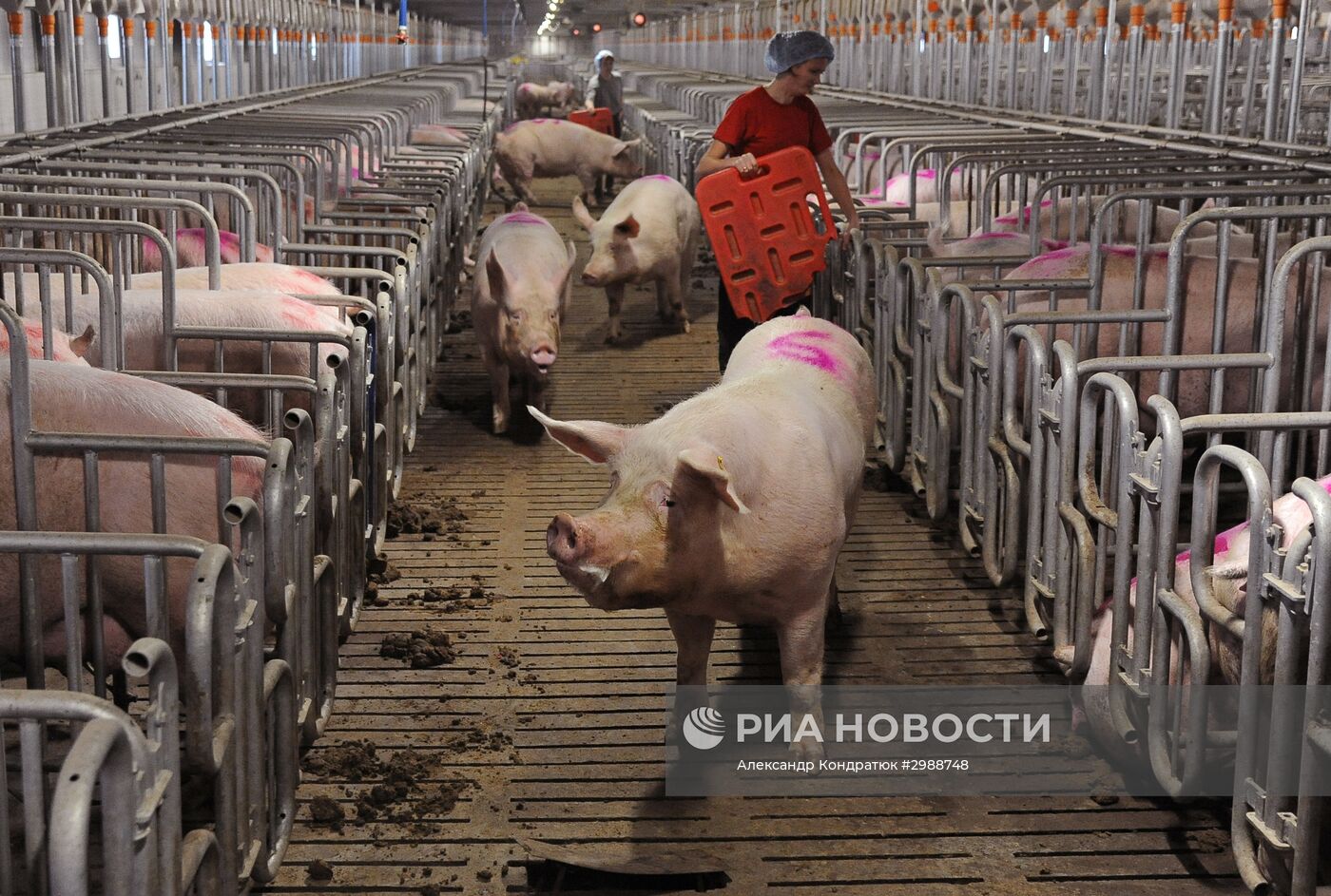 Свинокомплекс в Челябинской области