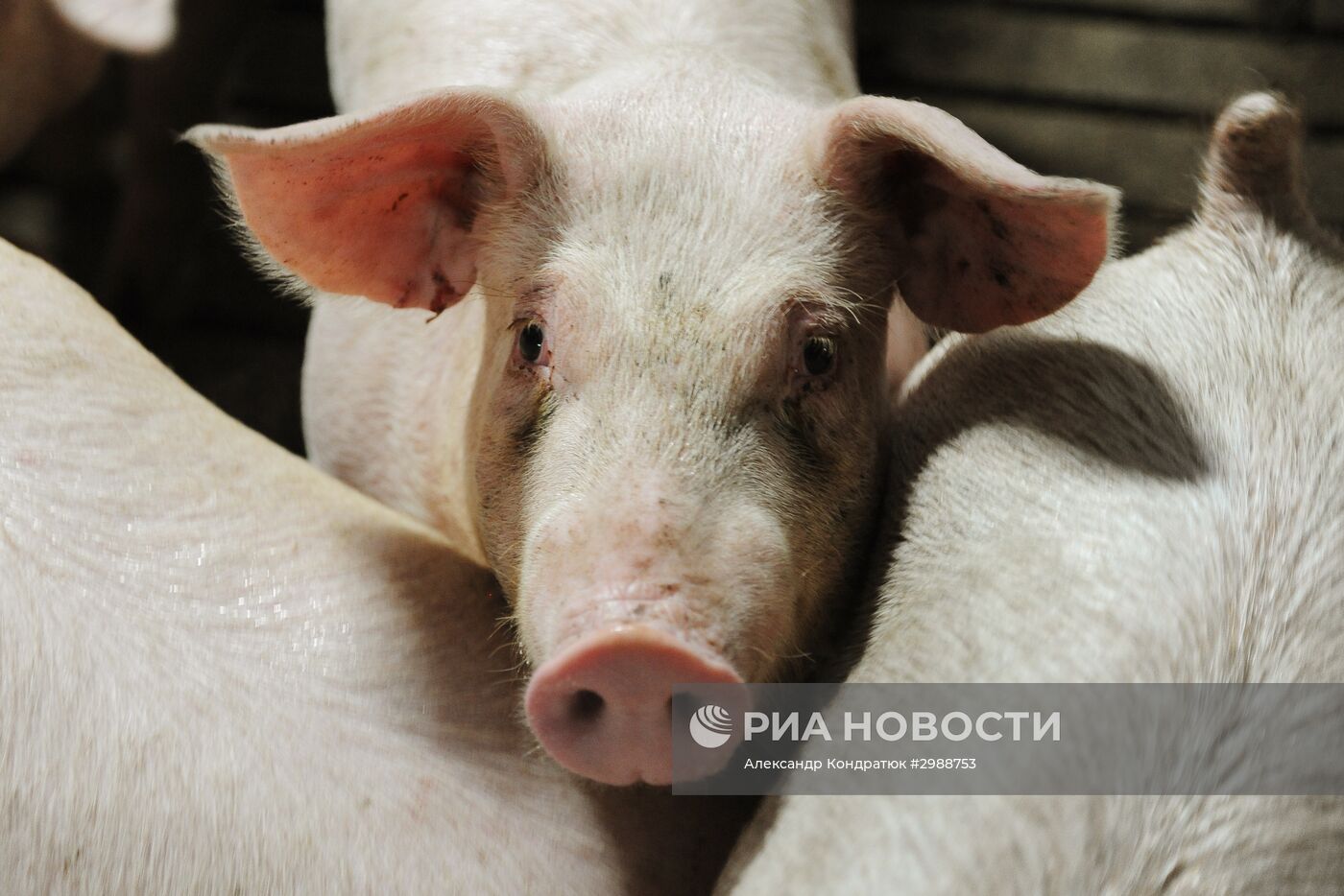 Свинокомплекс в Челябинской области