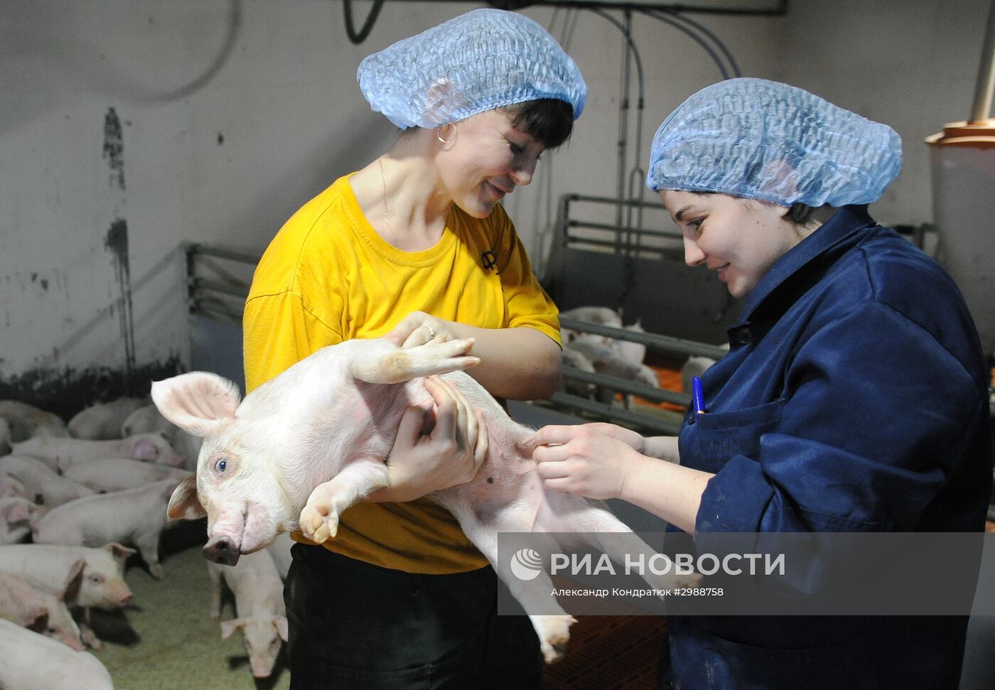 Свинокомплекс в Челябинской области