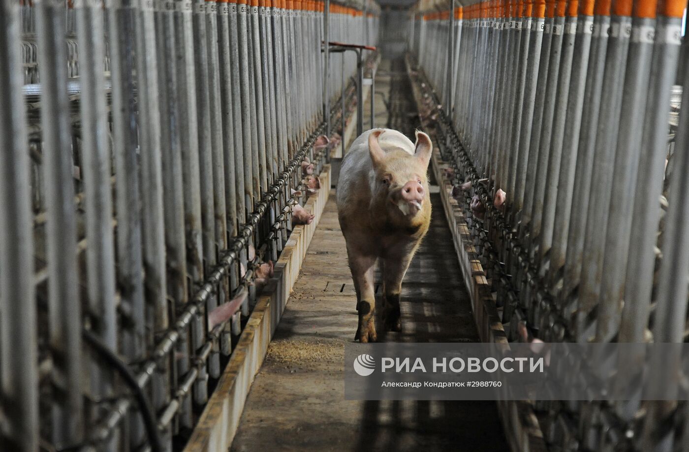 Свинокомплекс в Челябинской области