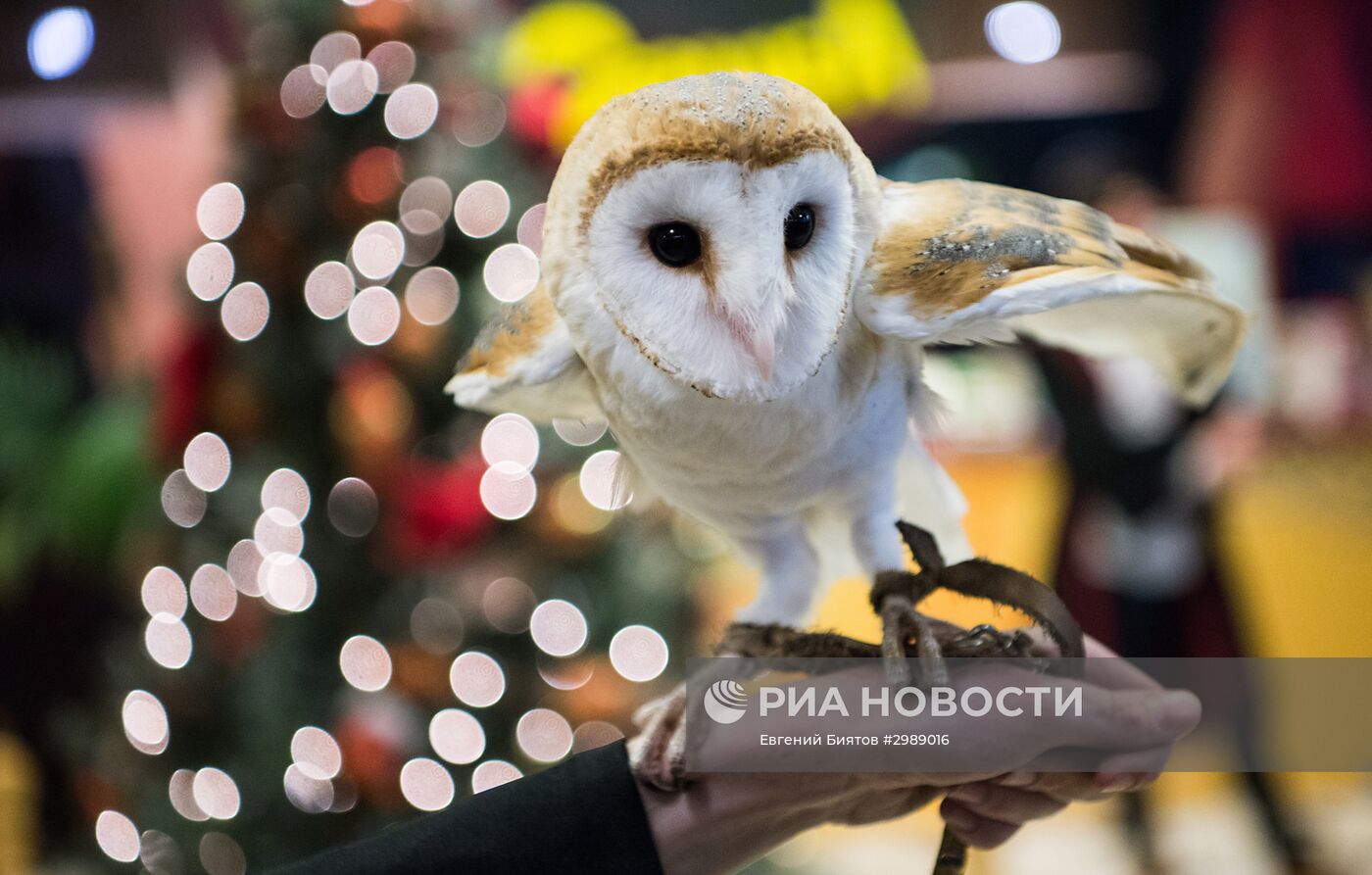 Старт продаж книги "Гарри Поттер и проклятое дитя" на русском языке