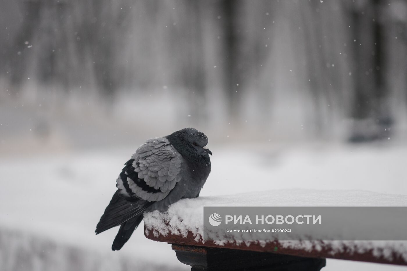 Зима в Великом Новгороде