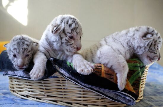 Три редких белых тигренка родились в зоопарке в Крыму