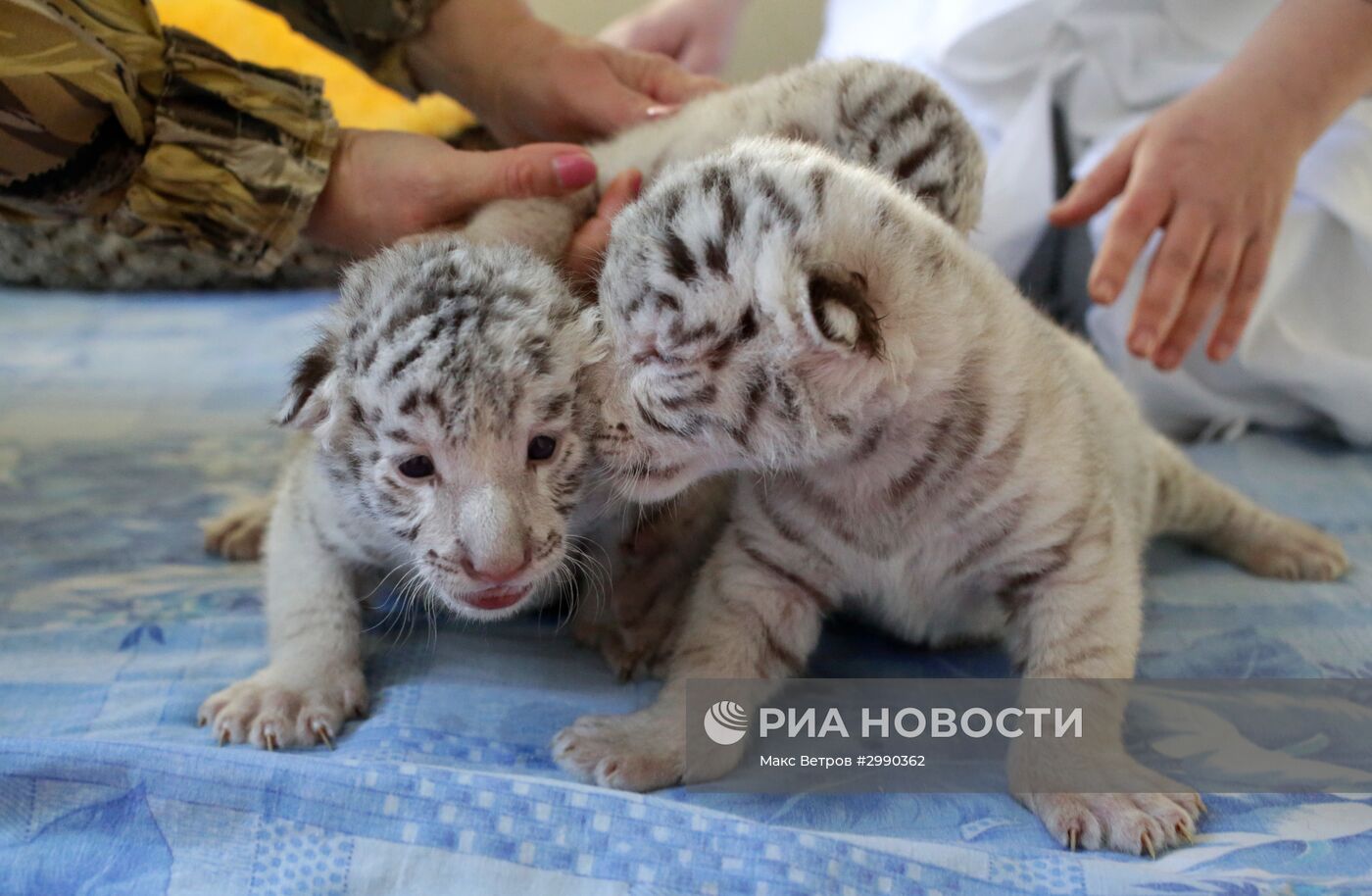 Три редких белых тигренка родились в зоопарке в Крыму