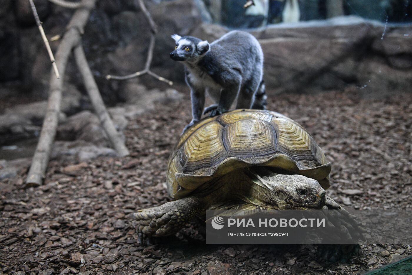 Открытие "Крокус Сити Океанариума"