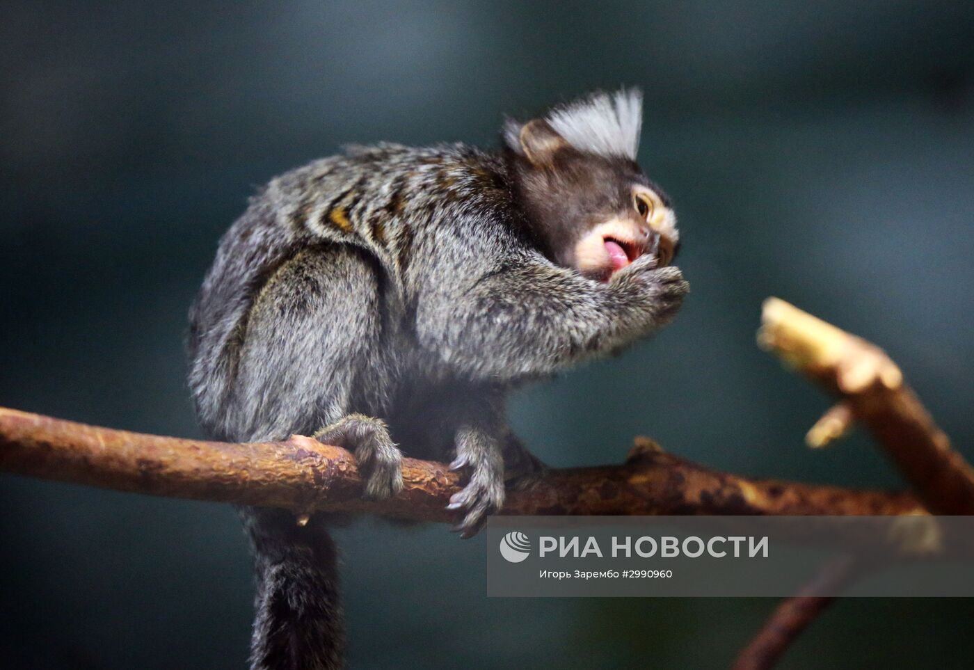 Пополнение в семействе игрунковых обезьянок в Калининградском зоопарке