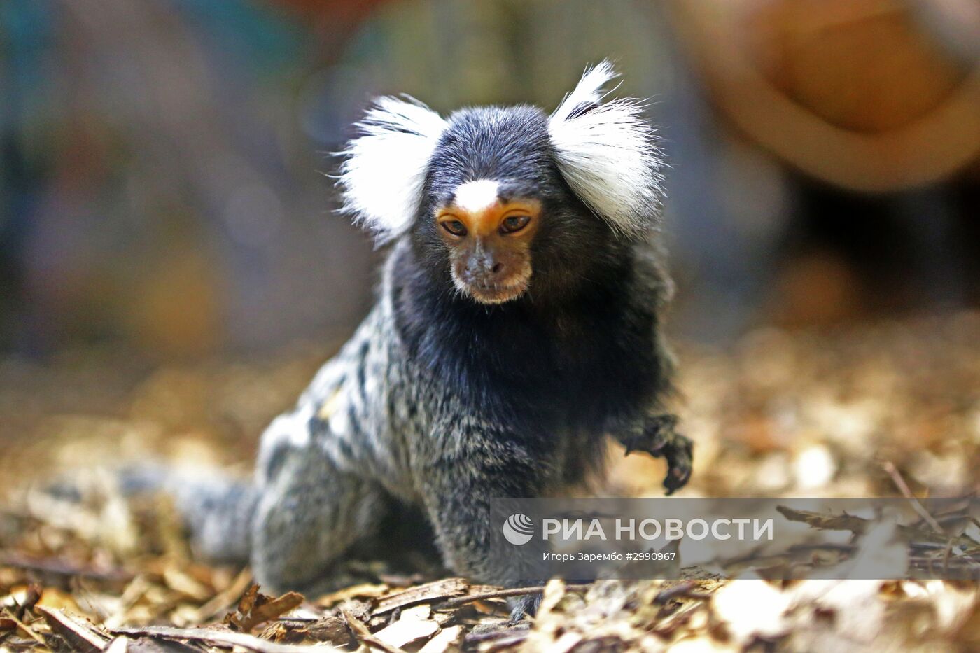 Пополнение в семействе игрунковых обезьянок в Калининградском зоопарке
