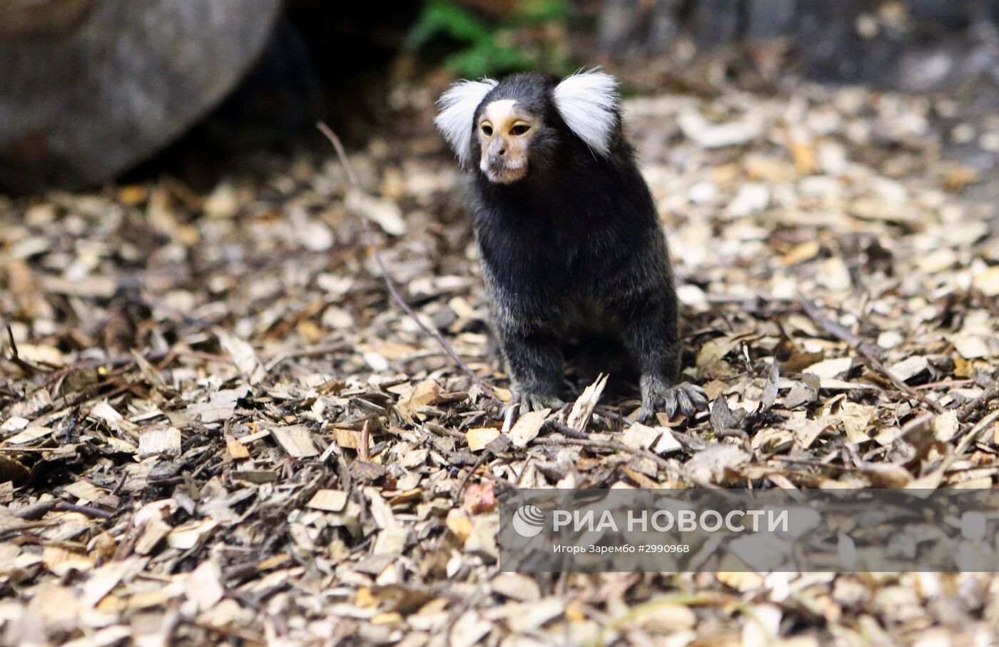 Пополнение в семействе игрунковых обезьянок в Калининградском зоопарке