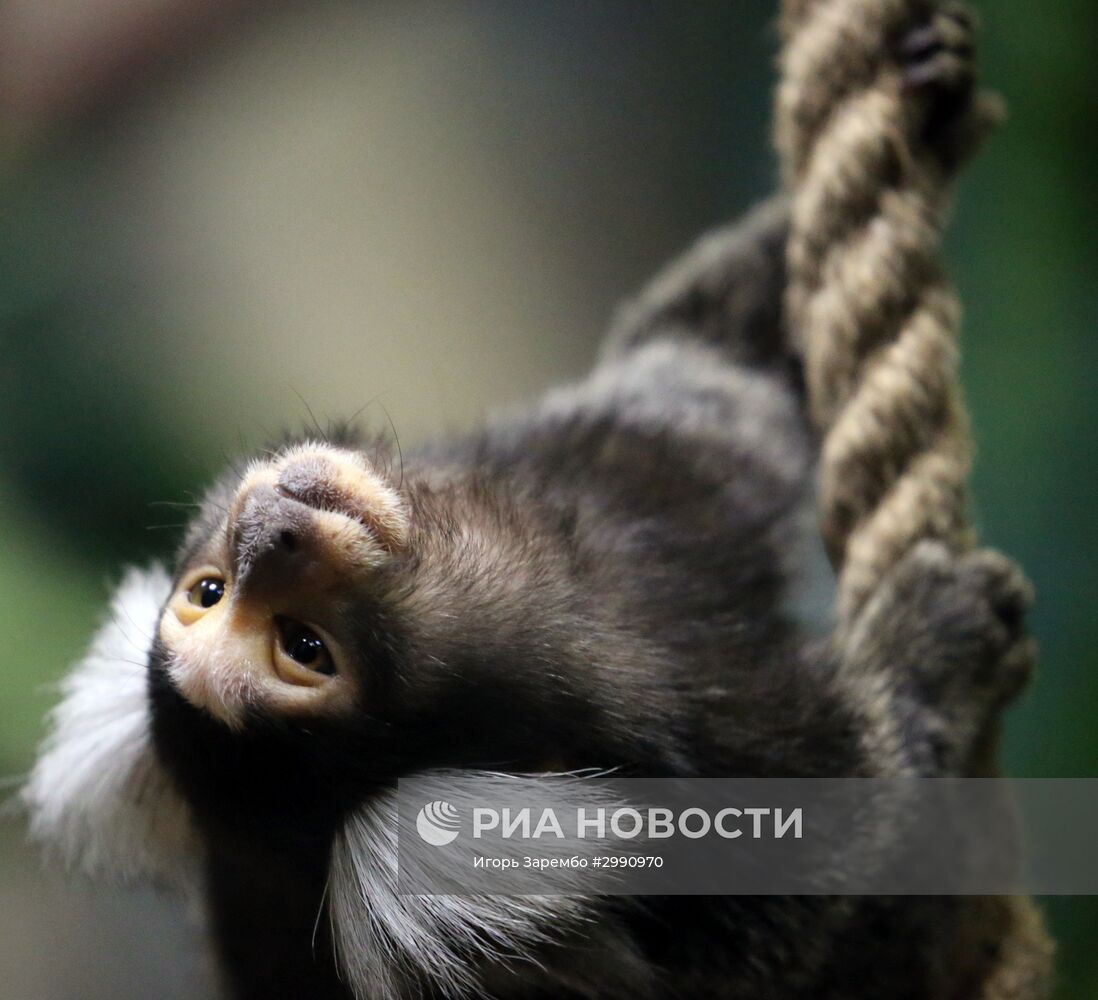 Пополнение в семействе игрунковых обезьянок в Калининградском зоопарке