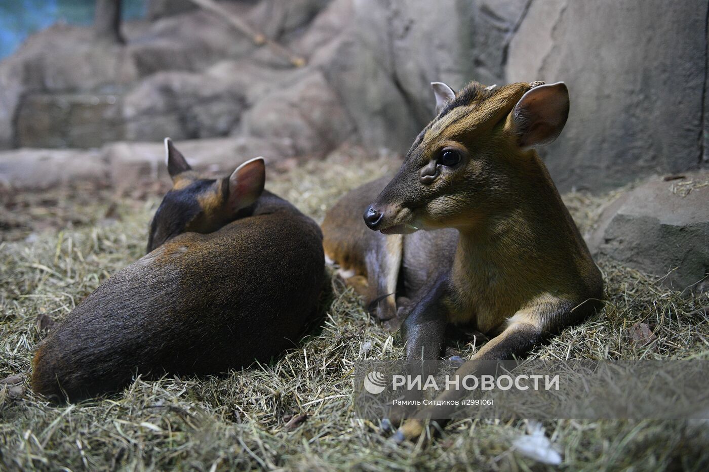 Открытие "Крокус Сити Океанариума"