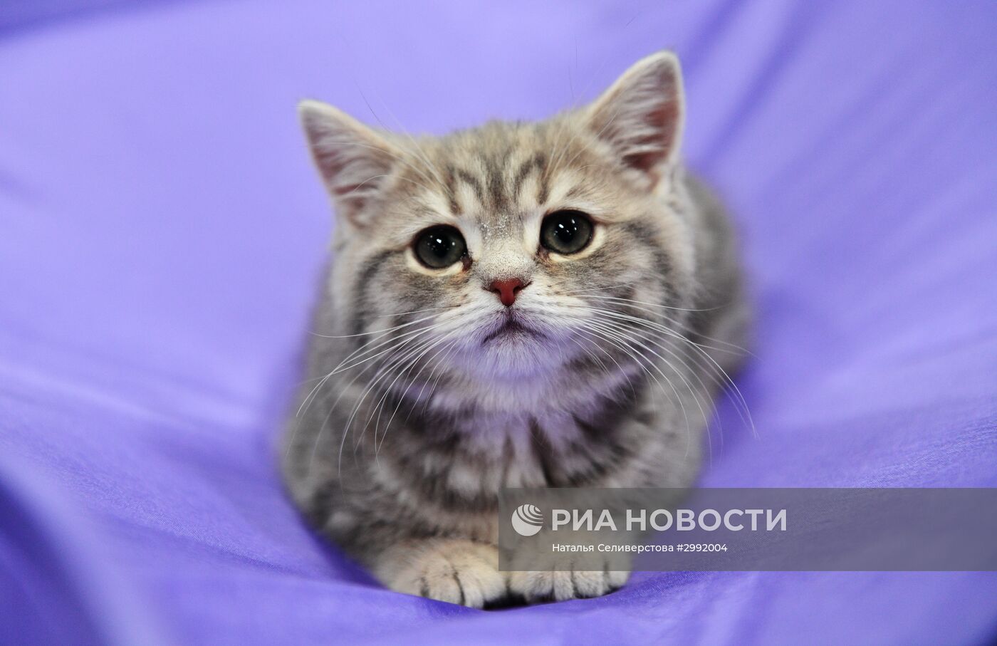 Выставка кошек "Зимний кубок Кот-Инфо" в Москве