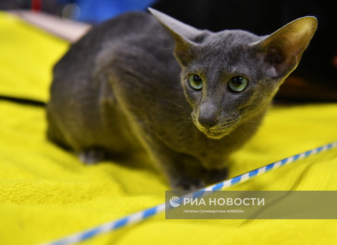 Выставка кошек "Зимний кубок Кот-Инфо" в Москве