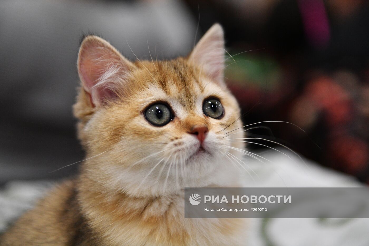 Выставка кошек "Зимний кубок Кот-Инфо" в Москве