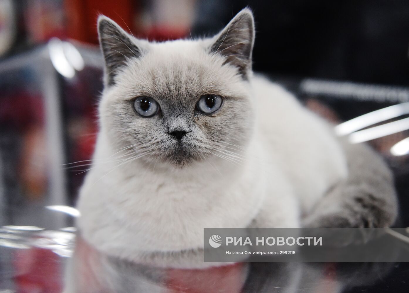 Выставка кошек "Зимний кубок Кот-Инфо" в Москве