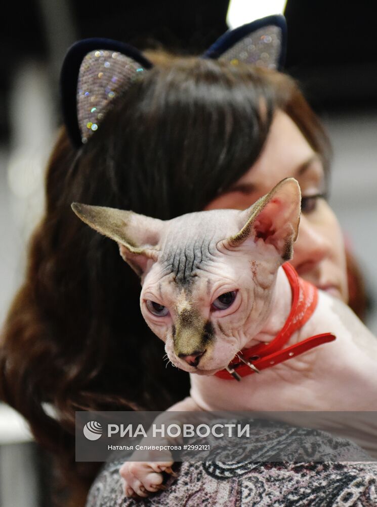 Выставка кошек "Зимний кубок Кот-Инфо" в Москве