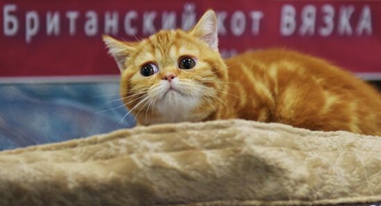 Выставка кошек "Зимний кубок Кот-Инфо" в Москве