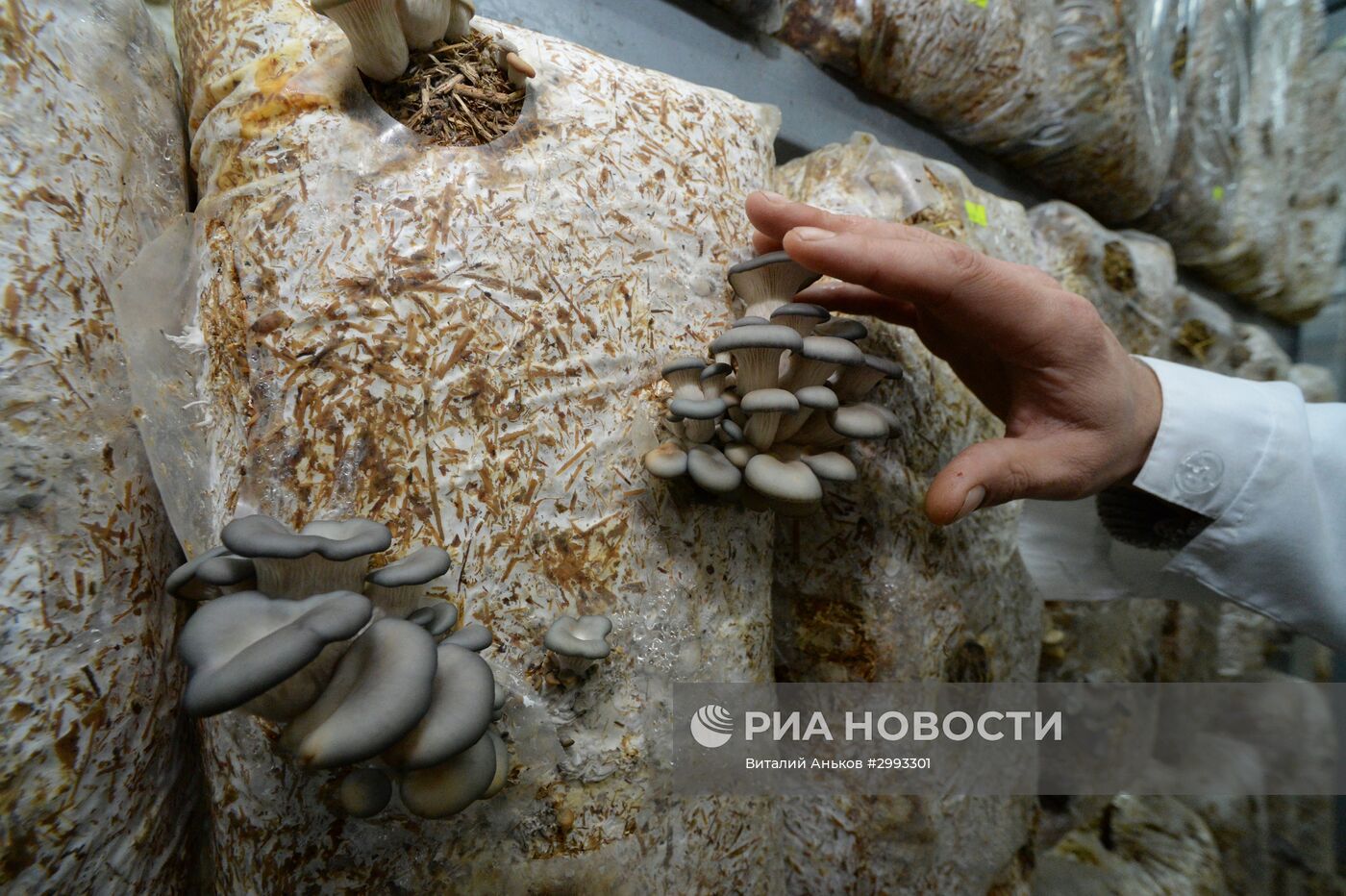 Фермерское хозяйство по выращиванию грибов в Приморском крае
