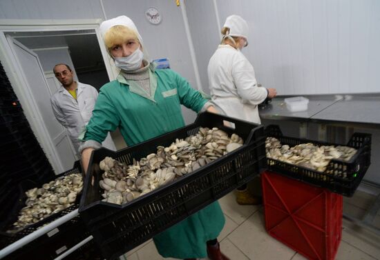 Фермерское хозяйство по выращиванию грибов в Приморском крае