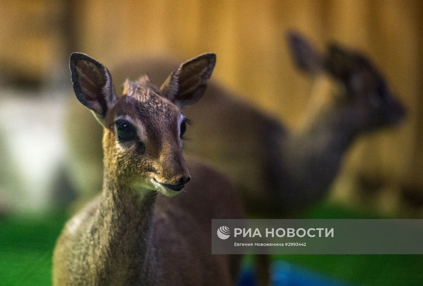 Детеныш антилопы дикдик родился в Московском зоопарке