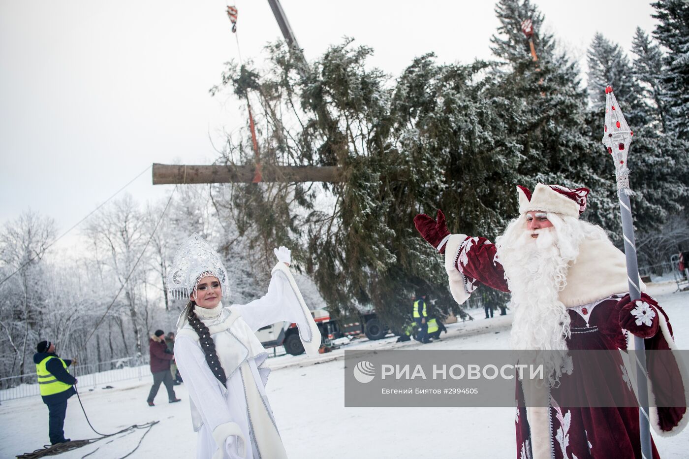Рубка главной новогодней ели России