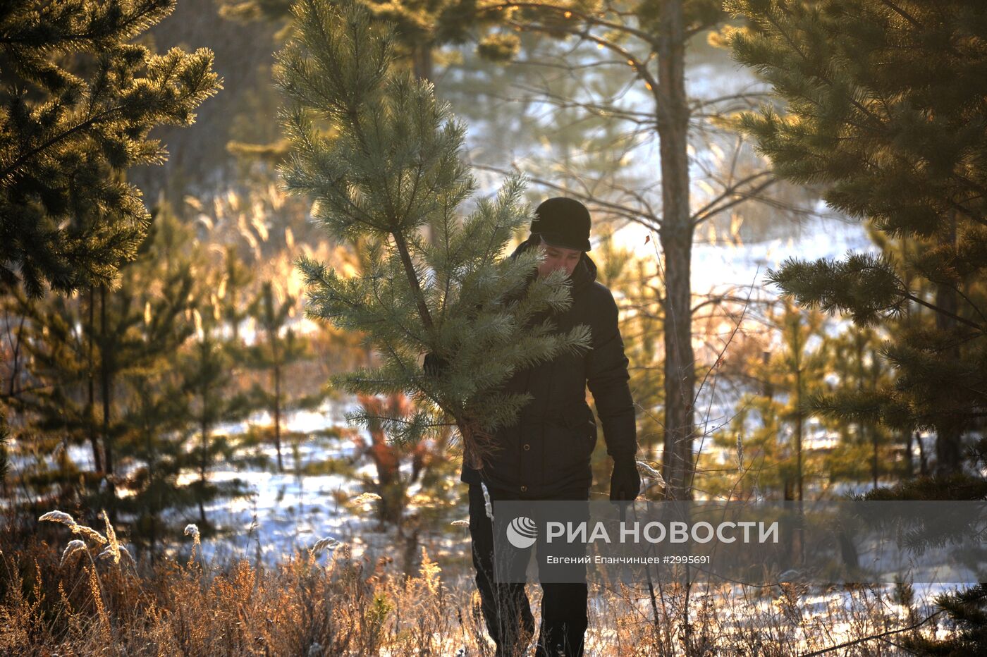 Заготовка новогодних елок в Забайкальском крае
