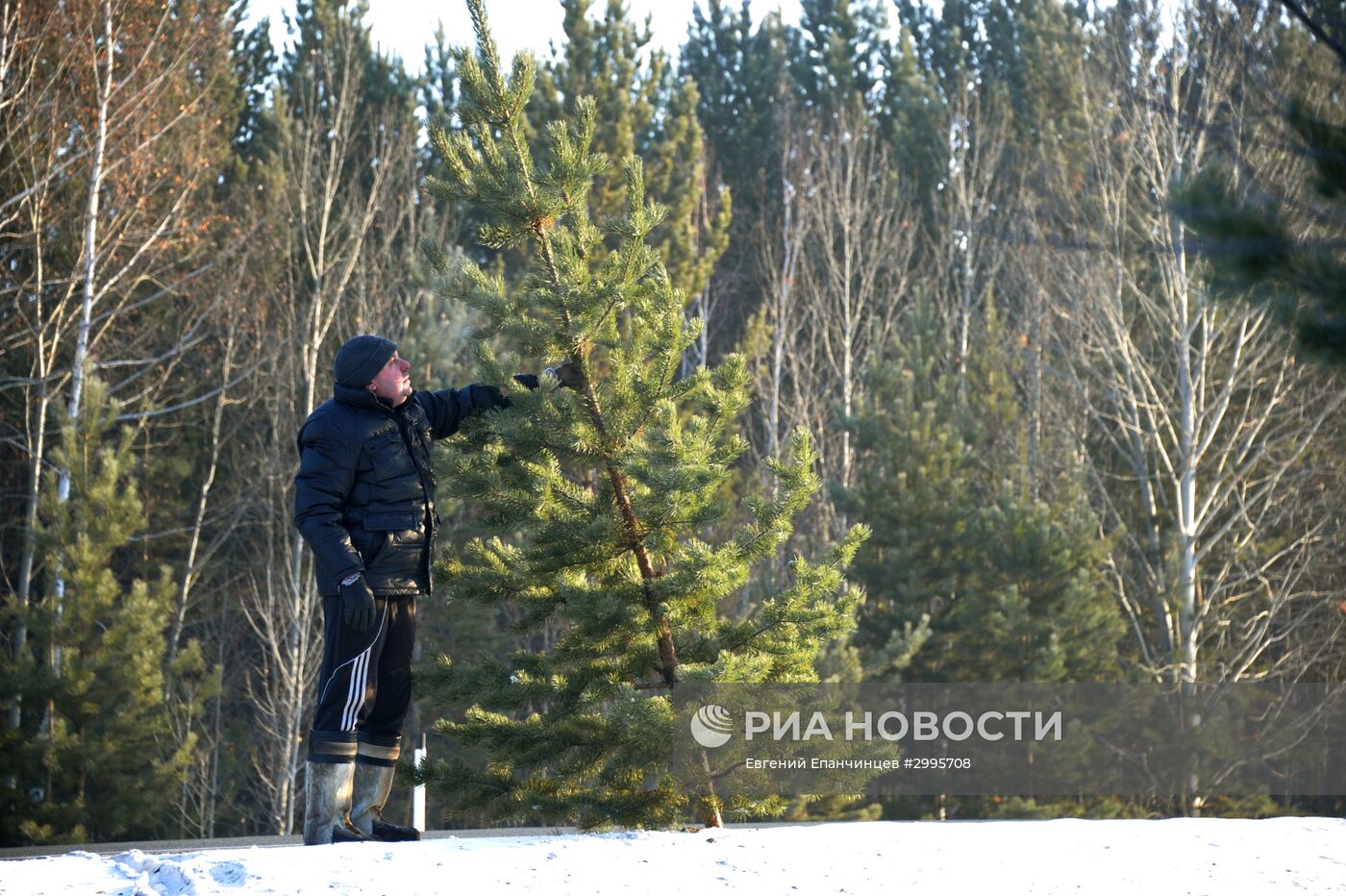 Заготовка новогодних елок в Забайкальском крае