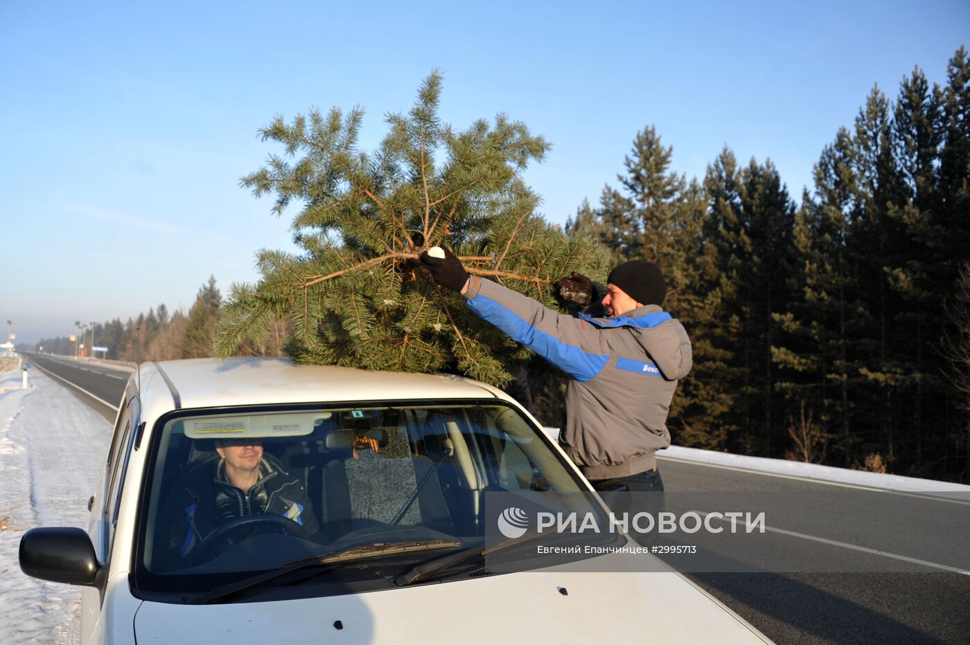 Заготовка новогодних елок в Забайкальском крае