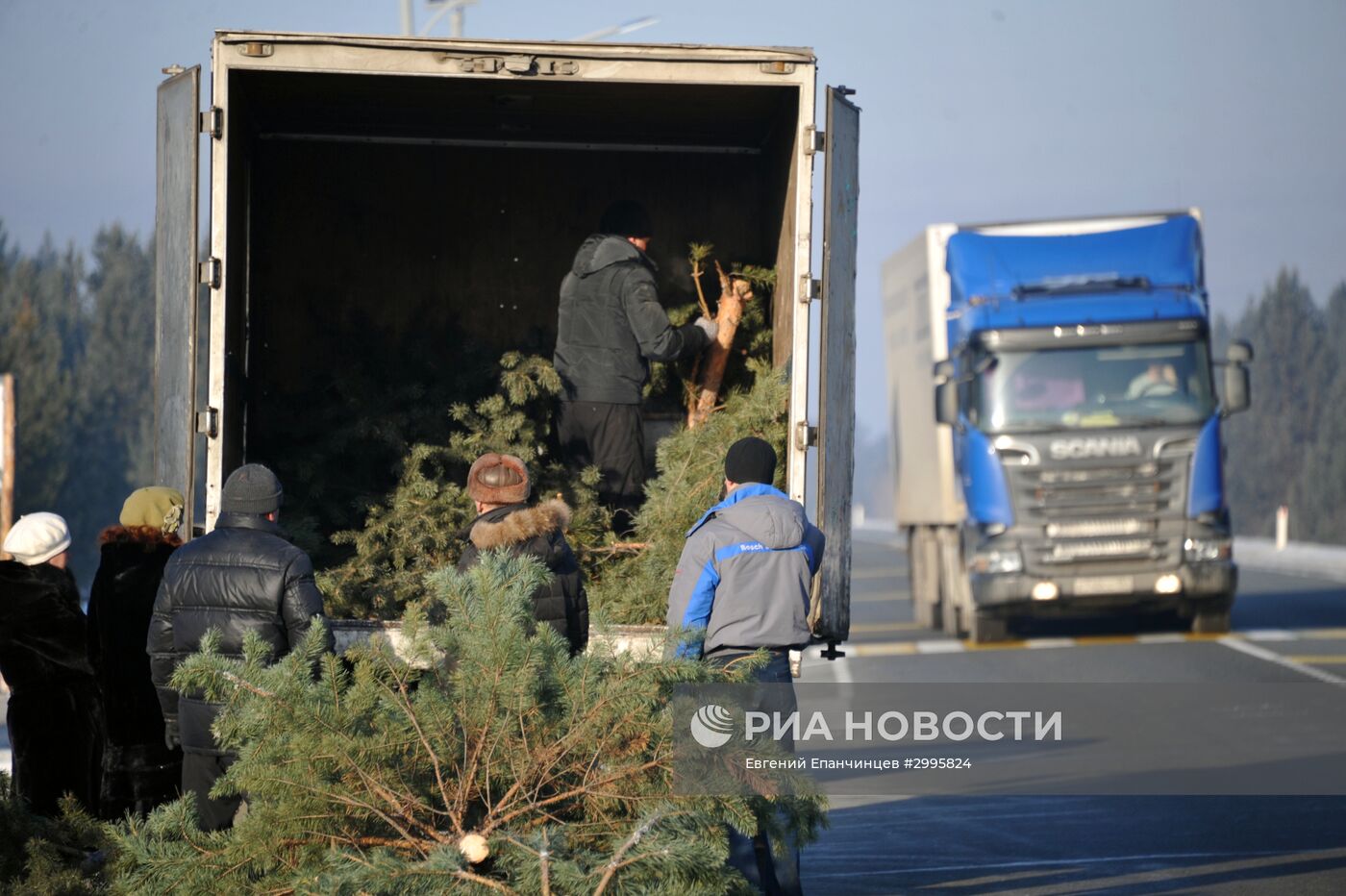 Заготовка новогодних елок в Забайкальском крае