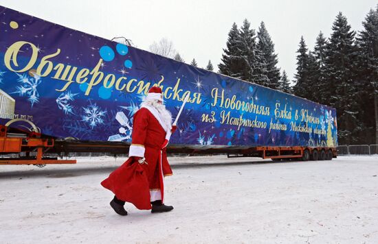Отправка главной новогодней елки России в Кремль