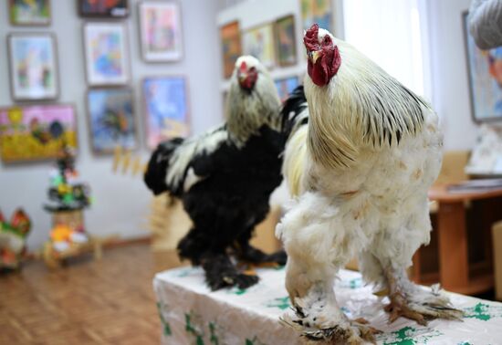 Музей Петуха в Петушках