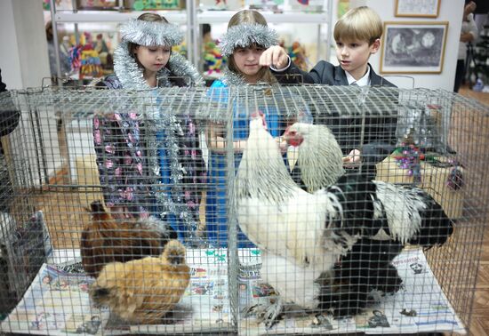 Музей Петуха в Петушках